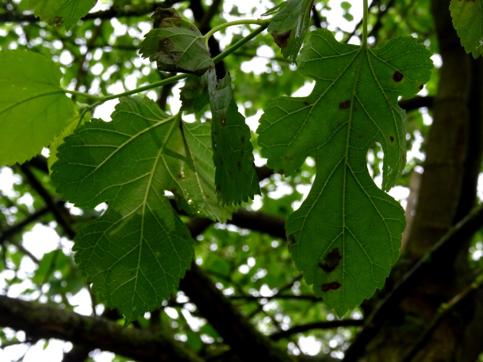 Feuilles lobées du Mûrier blanc, Morus alba, Moracées 