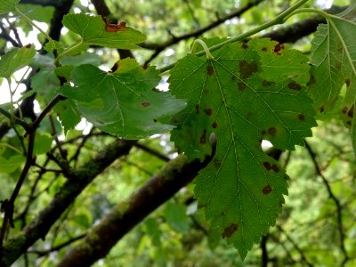 Feuilles lobées du Mûrier blanc, Morus alba, Moracées 