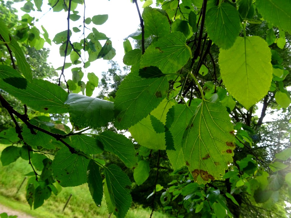 Feuilles ovales acuminées du Mûrier blanc, Morus alba, Mor… 