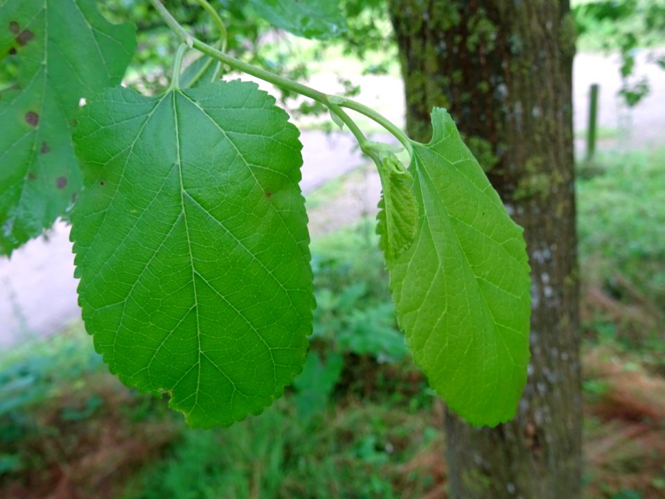 Feuilles ovales acuminées du Mûrier blanc, Morus alba, Mor… 