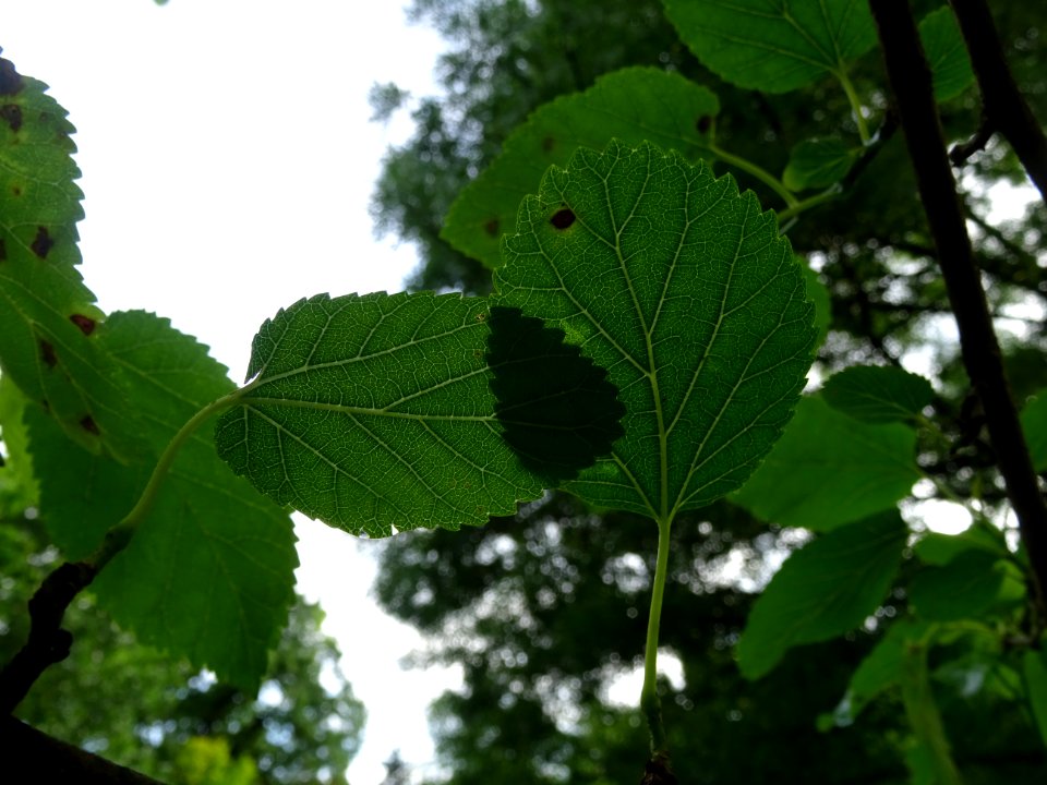 Feuilles ovales acuminées du Mûrier blanc, Morus alba, Mor… 