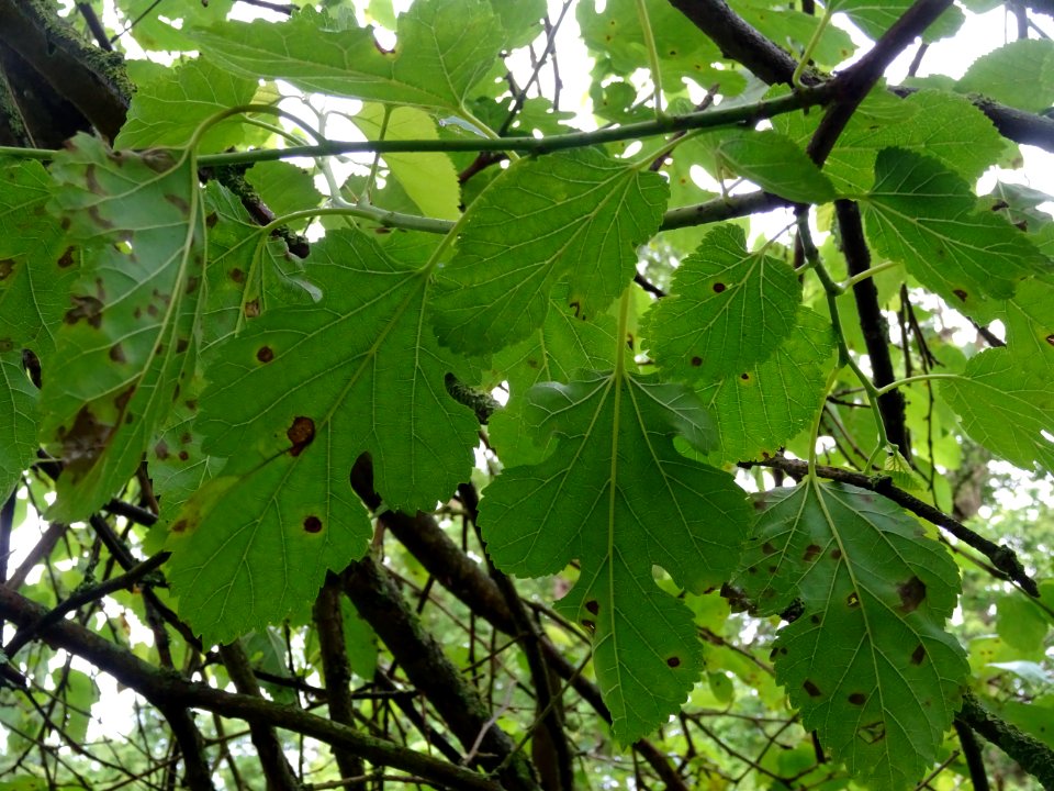 Feuilles ovales acuminées et feuilles lobées du Mûrier bla… 