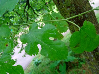 Feuilles lobées du Mûrier blanc, Morus alba, Moracées 
