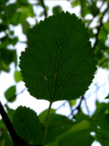 Feuille simple ovale acuminée du Mûrier blanc, Morus alba,… 