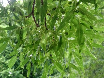 Feuilles du Frêne à feuilles étroites, Fraxinus angustifol… 