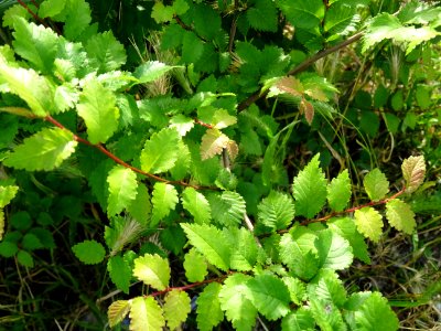Feuilles du Bouleau nain, Betula nana, Betulacées 