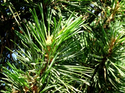 Aiguilles du Pin parasol ou Pin pignon, Pinus pinea, Pinac… 