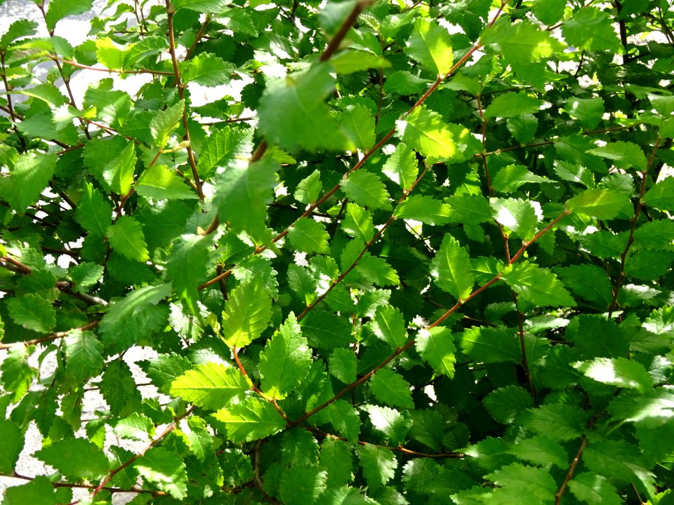 Feuilles du Bouleau nain, Betula nana, Betulacées 