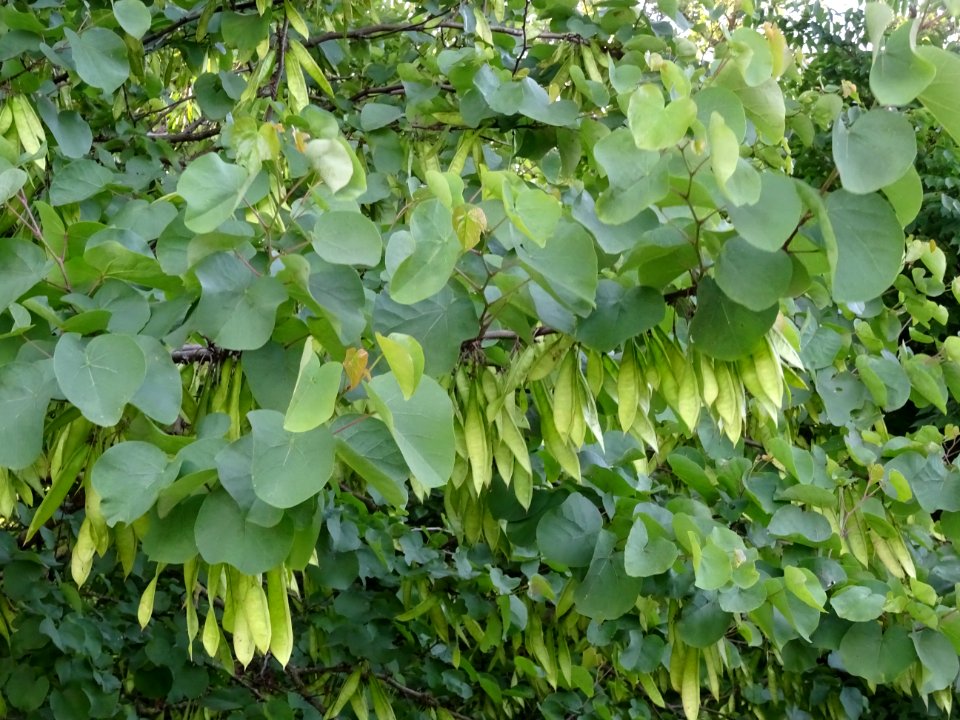 Feuilles et gousses de l' Arbre de Judée, Cercis siliquast… 