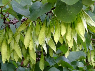 Feuilles et gousses de l' Arbre de Judée, Cercis siliquast… 