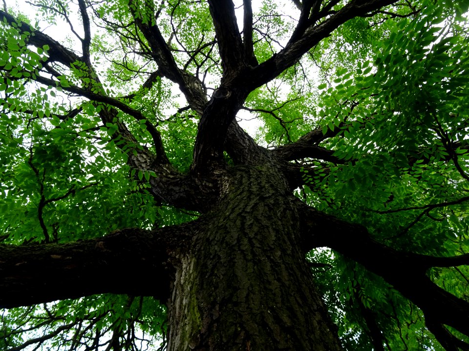 Tronc, branches et feuilles du Chicot du Canada, Gymnoclad… 
