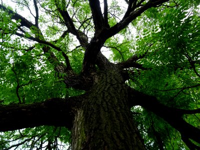 Tronc, branches et feuilles du Chicot du Canada, Gymnoclad… 