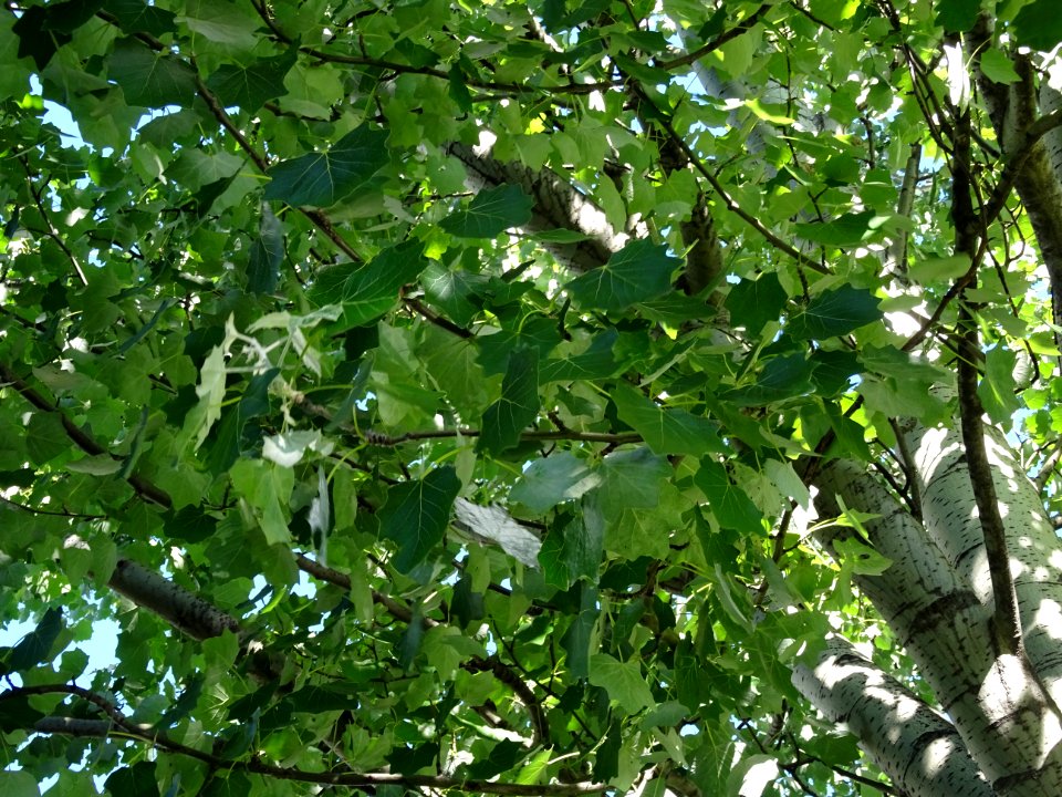 Feuilles du Peuplier grisard, Populus canescens, Salicacée… 