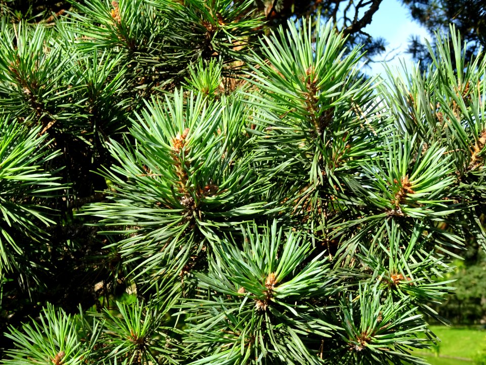 Aiguilles du Pin parasol ou Pin pignon, Pinus pinea, Pinac… 