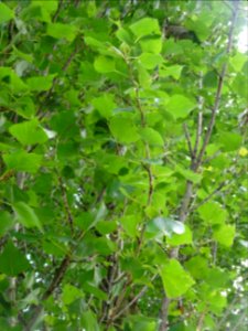 Feuilles du Peuplier d'Italie, Populus nigra var. italica,… 
