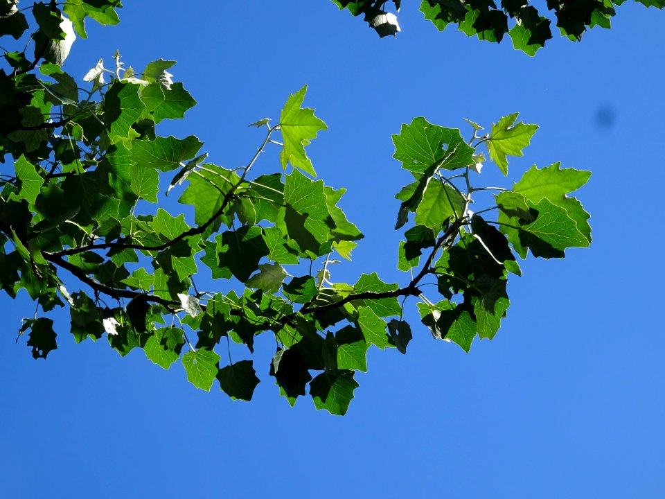Feuilles du Peuplier grisard, Populus canescens, Salicacée… 
