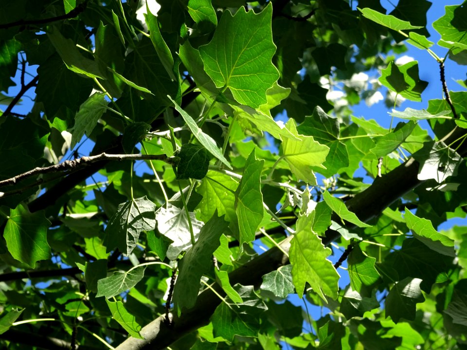 Feuilles du Peuplier grisard, Populus canescens, Salicacée… 