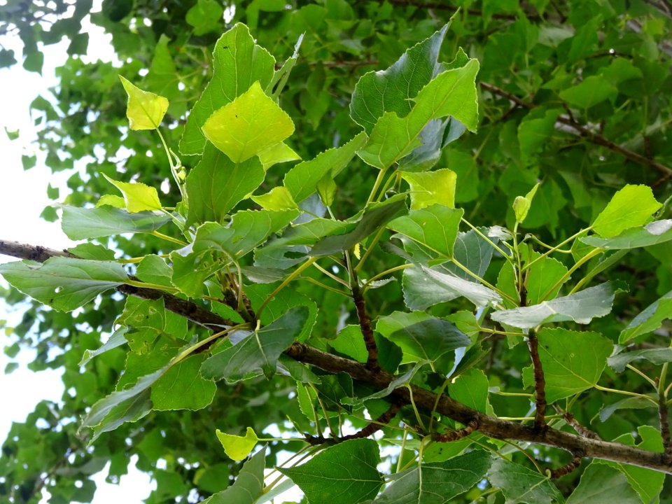 Feuilles du Peuplier d'Italie, Populus nigra var. italica,… 
