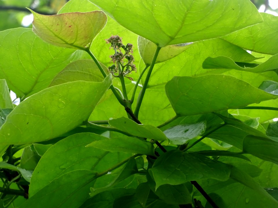 Inflorescence du Catalpa commun ou arbre aux haricots, Cat… 