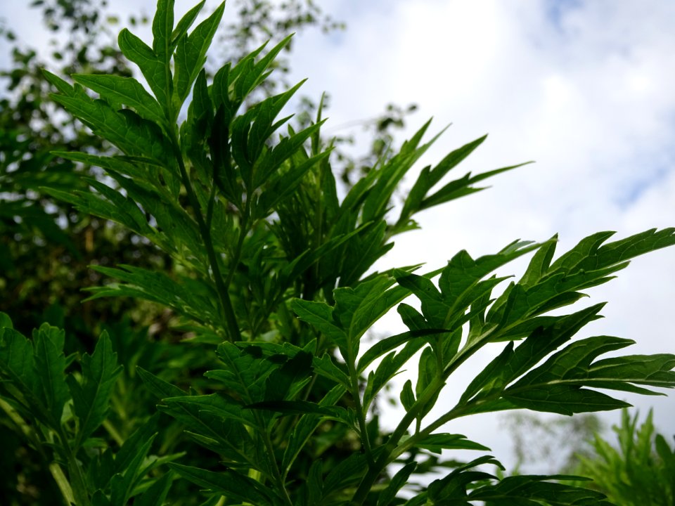 Armoise commune, Artemisia vulgaris, Astéracées 