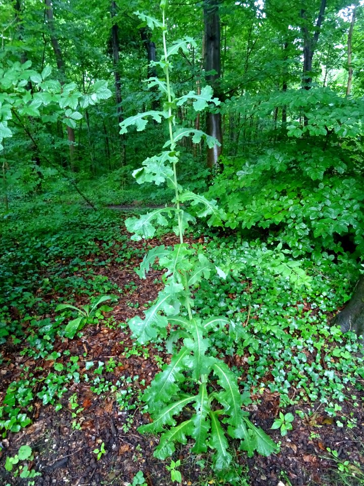 Laiteron .., Sonchus .., Astéracées 