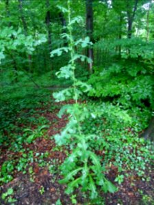 Laiteron .., Sonchus .., Astéracées 