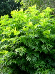 Armoise commune, Artemisia vulgaris, Astéracées 