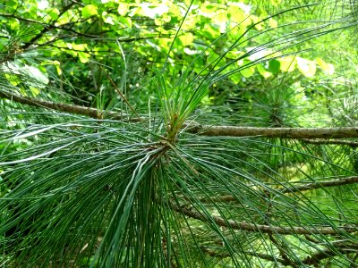 Aiguilles du Pin laricio de Corse, Pinus nigra var. mariti… 
