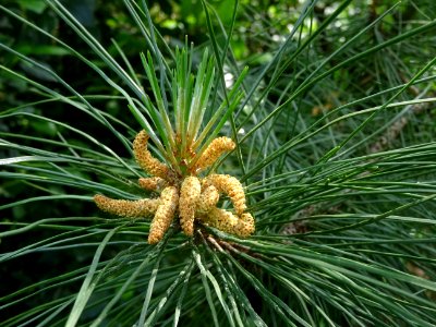 Pin laricio de Corse, Pinus nigra var. maritima, Pinacées 