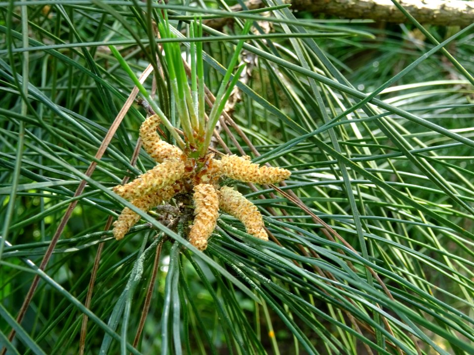 Pin laricio de Corse, Pinus nigra var. maritima, Pinacées 