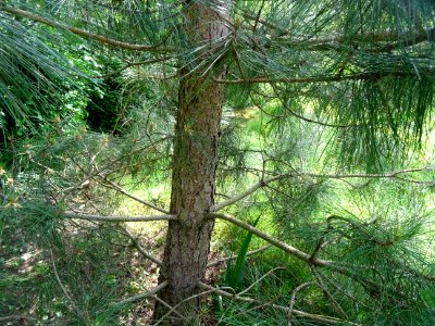 Tronc du Pin laricio de Corse, Pinus nigra var. maritima, … 