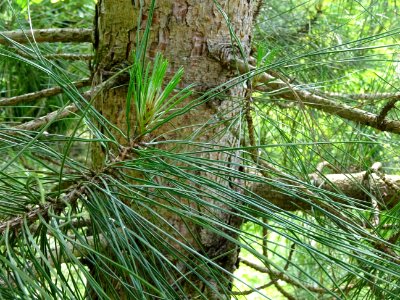 Tronc et aiguilles du Pin laricio de Corse, Pinus nigra va… 