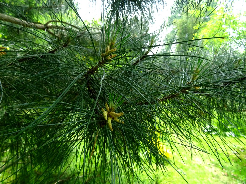 Aiguilles du Pin laricio de Corse, Pinus nigra var. mariti… 
