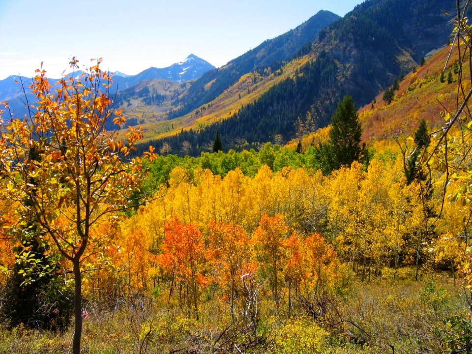 Fall blue sky nature photo