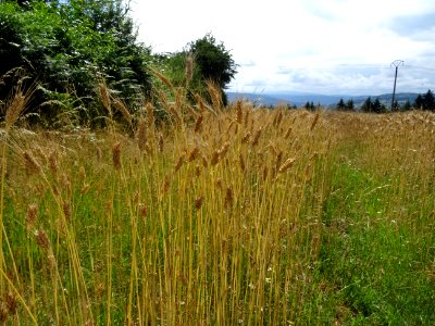 Epis de seigle, vers Boissières, Cantal 