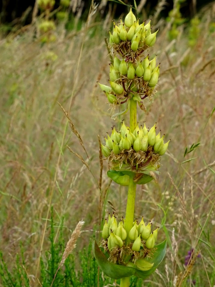 Gentiane jaune ou grande gentiane, Gentiana lutea, Gentian… 