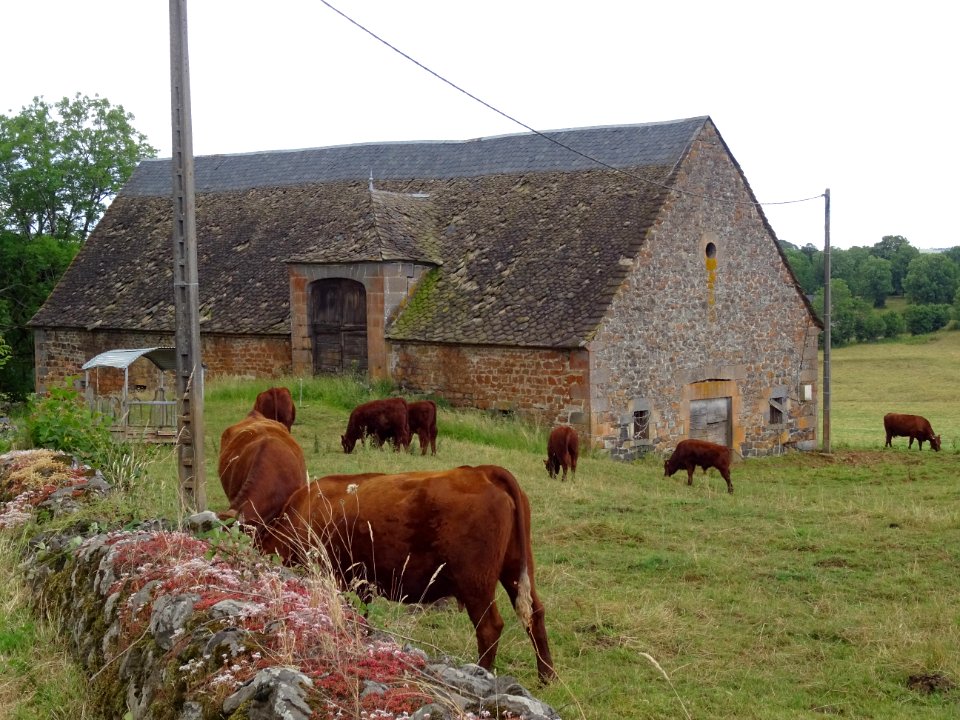 Ancienne grange et vaches de race Salers 