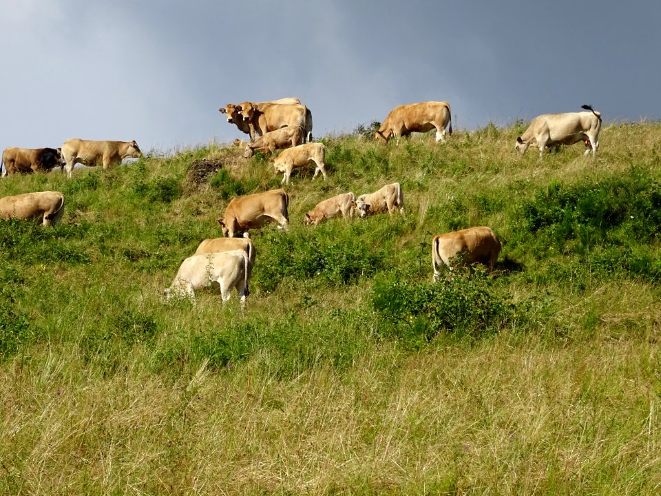 La colline aux vaches, de race Aubrac, entre Favard et Fre… 