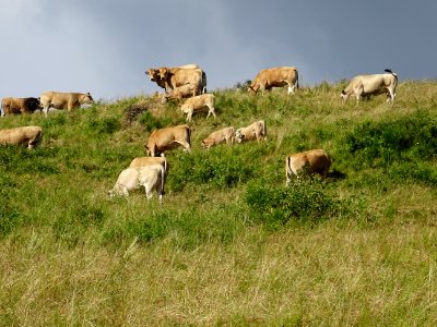 La colline aux vaches, de race Aubrac, entre Favard et Fre… 