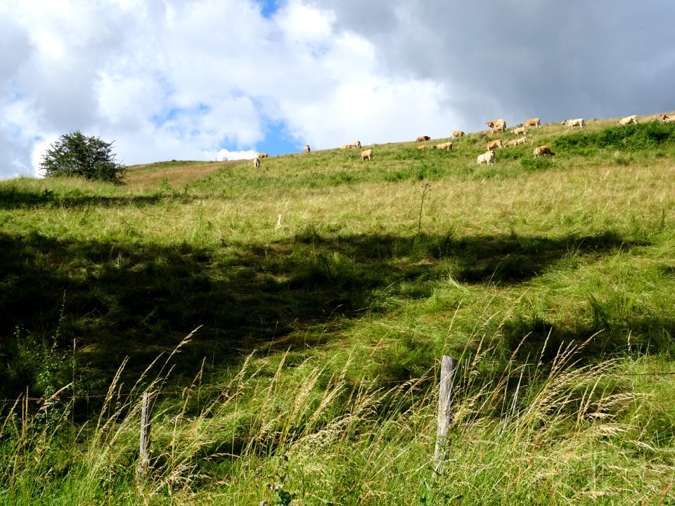 La colline aux vaches, entre Favard et Freix-Anglards, Can… 