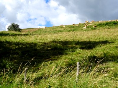 La colline aux vaches, entre Favard et Freix-Anglards, Can… 