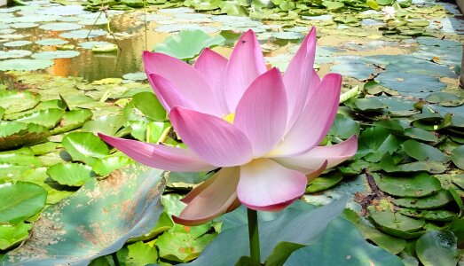 Nelumbo nucifera stamen photo