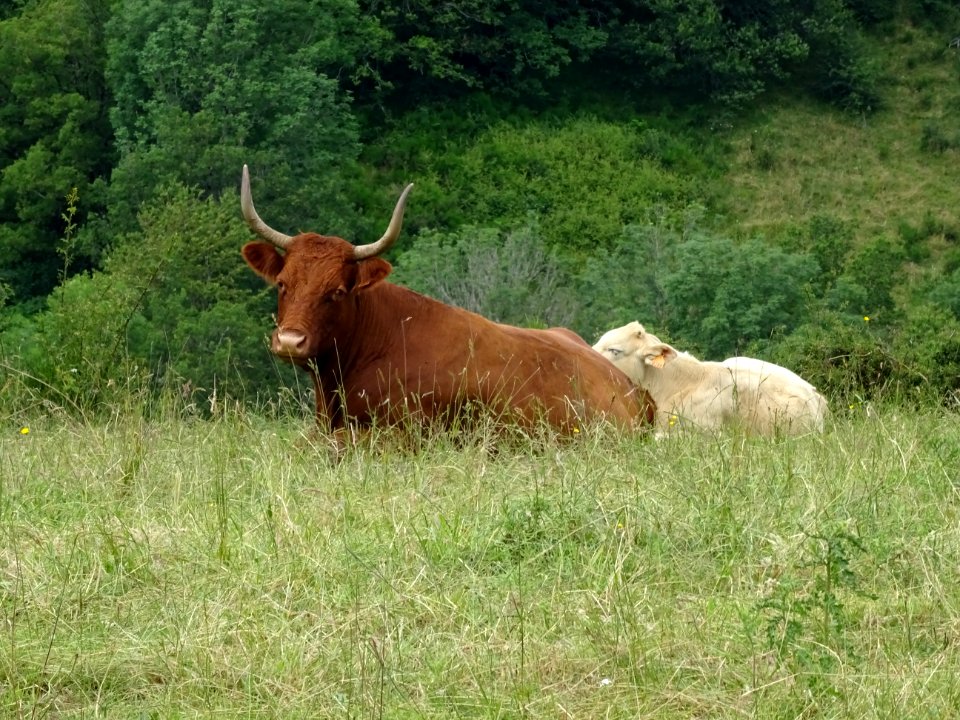 Vaches de la race Salers 