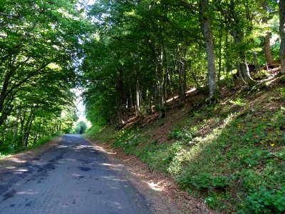 Montée dans une hêtraie 