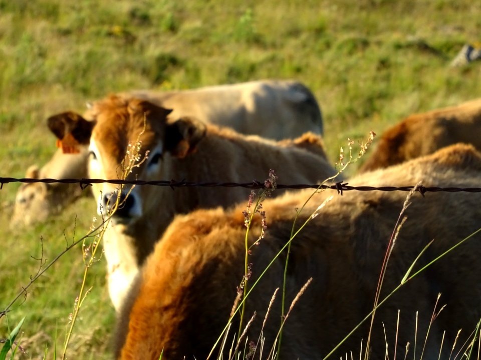 Veaux, de race Aubrac 