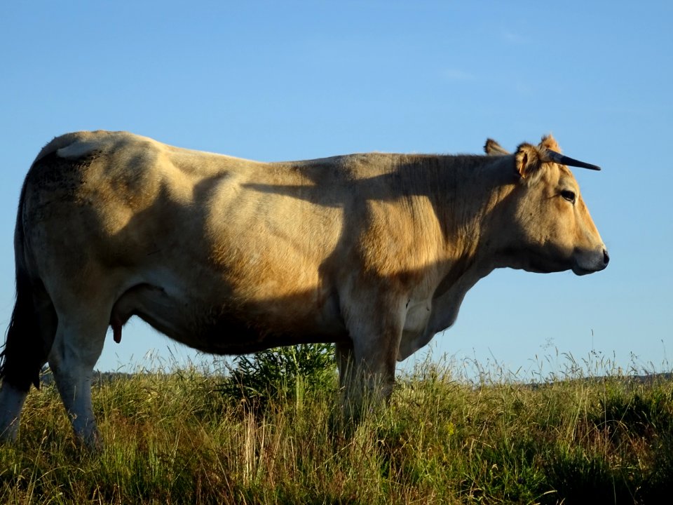 Vache de race Aubrac, avant St Urcize, Cantal 