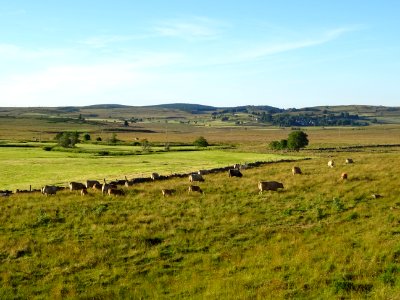Troupeau dans la lumière du soir, juste avant St Urcize, C… 