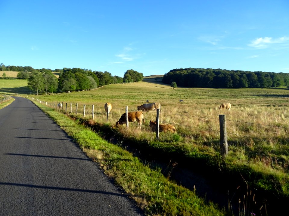 Encore des vaches 