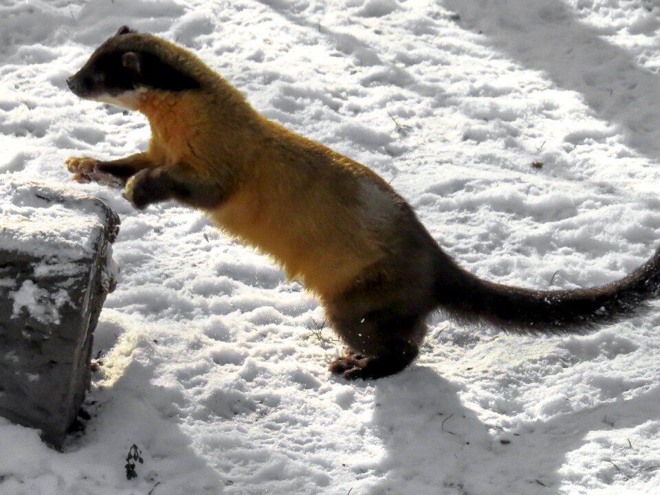Carnivores cute fast blow