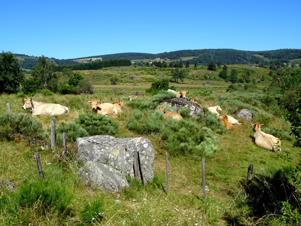 Encore des vaches de la race Aubrac, Lozère 